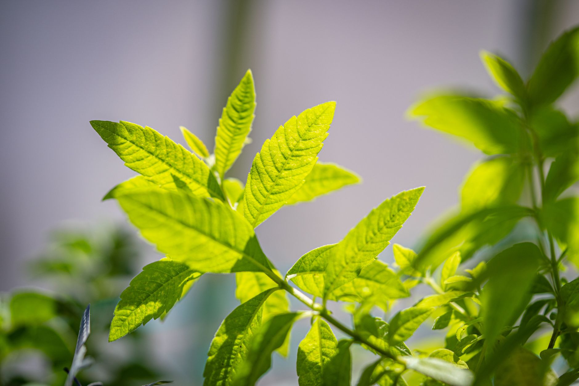 FDA placed an 80% glucosylated steviol-glycoside ingredient on DWPE